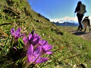 01 Gentianella (Genzianella) baciata dal sole, ma spira forte  freddo vento da nord